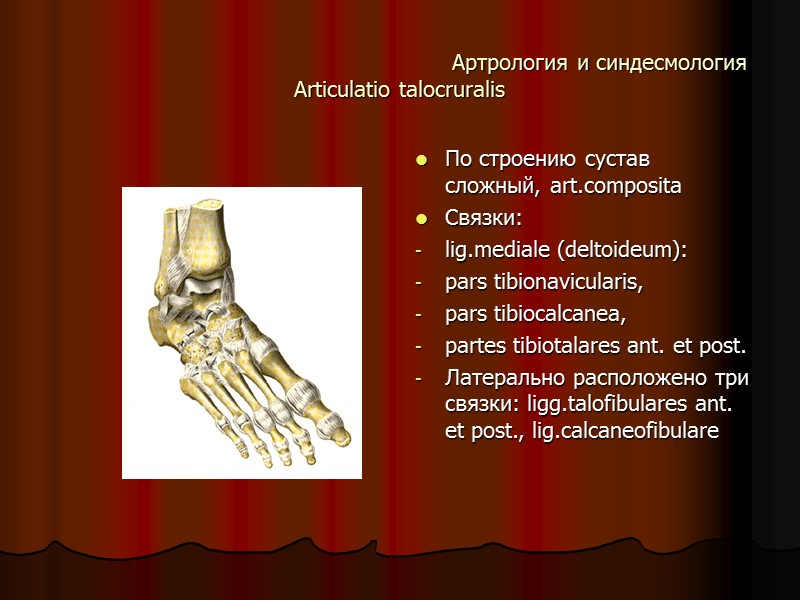 Артрология и синдесмология Articulatio talocruralis По строению сустав сложный, art.composita Связки: lig.mediale (deltoideum): 